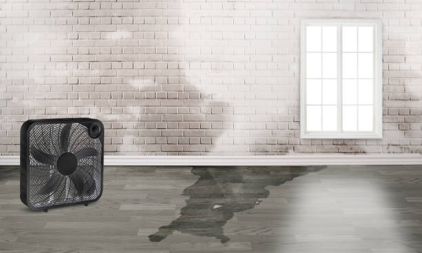 Best Flood damage cleanup  in Greendale, WI