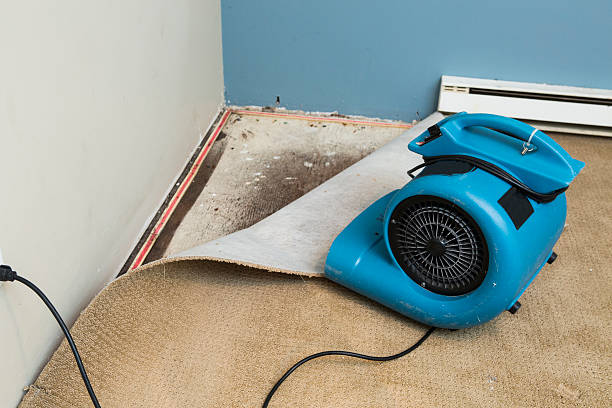 Best Mold removal after water damage  in Greendale, WI